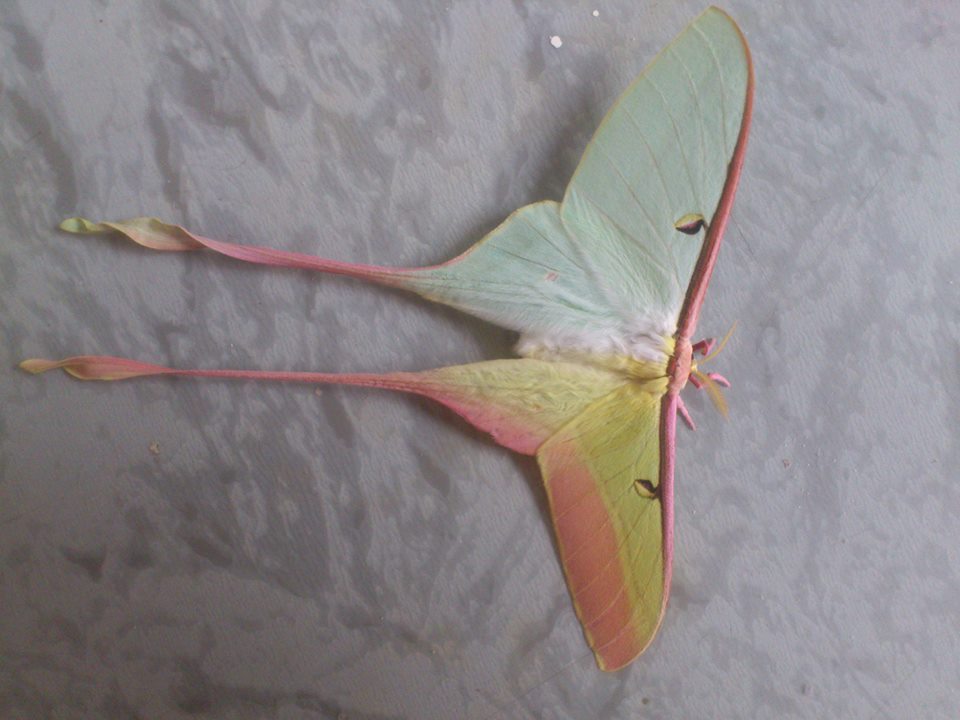 Actias dubernard (gynandromorph, live) [Internet image property of respective owner, non commercial use only]